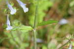 Lyreleaf sage